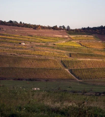 UNESCO világörökségi dűlő Mádon