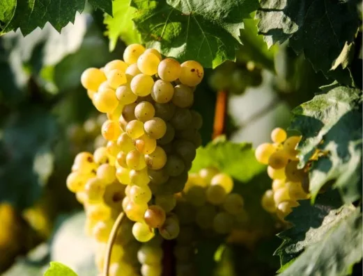 Furmint fürt