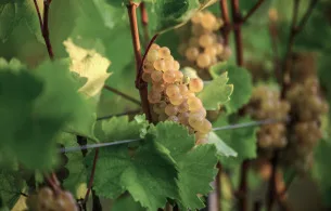 Érésben lévő furmint fürt a levelek között